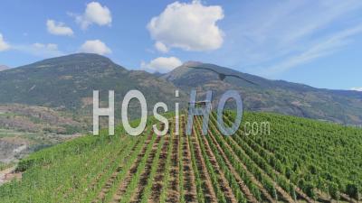 Vineyards, Aymavilles, Aosta Valley, Italy - Video Drone Footage