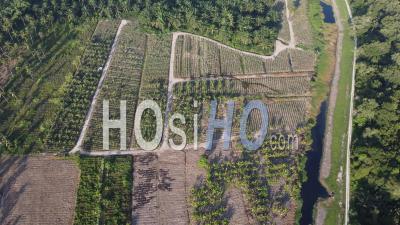 Aerial Top Down View Banana Tree Plantation In Rural Farm - Video Drone Footage