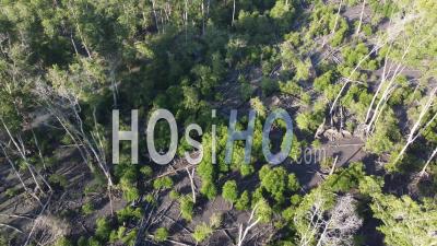 Aerial View Dead Mangrove Tree - Video Drone Footage