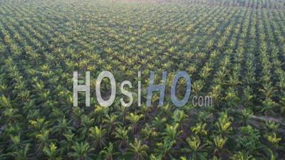 Aerial Look Down Young Oil Palm Tree - Video Drone Footage