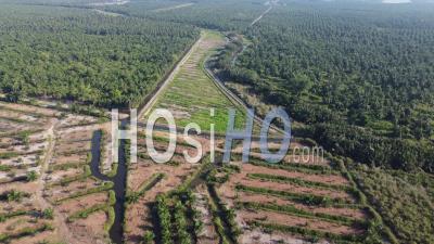 Aerial View Young Oil Palm Plantation Farm - Video Drone Footage