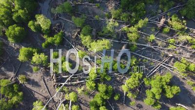 Aerial Descending View Young And Dead Mangrove - Video Drone Footage