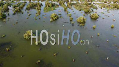 Aerial View Wetland At Malaysia - Video Drone Footage