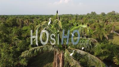 Egret And Heron Birds Stay On Oil Palm Trees - Video Drone Footage