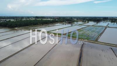 Aerial View Water Season At Paddy Field - Video Drone Footage