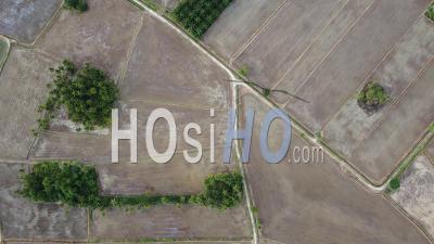 Aerial View Dry Paddy Field During Cultivation - Video Drone Footage