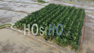 Aerial View Oil Palm Plantation - Video Drone Footage