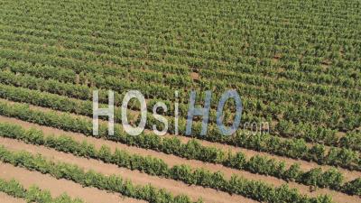 Vignobles, Leverano, Pouilles, Italie - Vidéo Par Drone