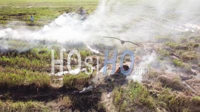 Brûler Le Champ De Riz Par L'agriculteur Ouvertement Après La Récolte - Vidéo De Drones