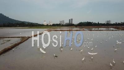 Egrets Fly In The Flooded Paddy Field With Background Of Skyline Building - Video Drone Footage