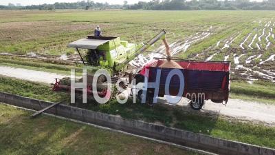 Green Combine Harvester Transfer The Rice To Truck. Background Is Paddy Field - Video Drone Footage