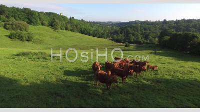 Vaches Limousines Au Champ - Vidéo Drone