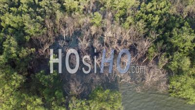 Aerial View Move Forward And Look Down The Dry Bare Tree Mangrove - Video Drone Footage