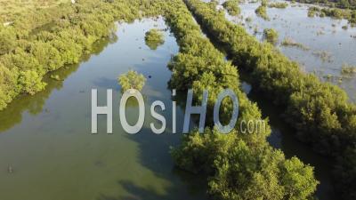 Aerial View Mangrove Swamp Of Wetland - Video Drone Footage