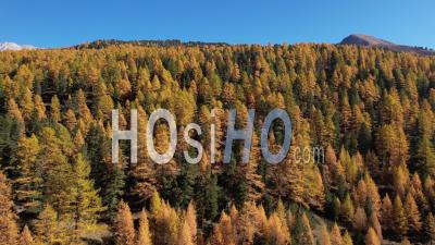 Forest In Autumn In The Orceyrette Valley, Hautes-Alpes, France, Viewed From Drone