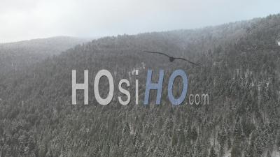 Snowy Forest - Vosges - Video Drone Footage