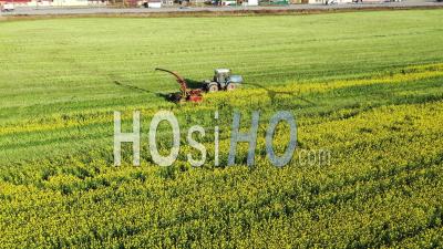 Agricultural Machinery During The Harvest Of Rapeseed - Video Drone Footage