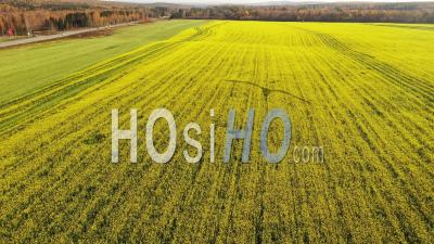 Flying Over A Field Planted With Yellow Rapeseed - Video Drone Footage