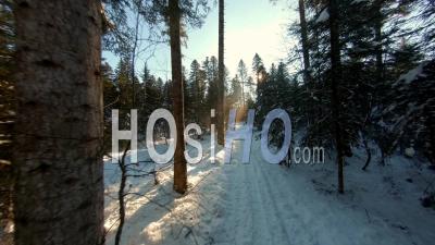 Fir Forest In Winter - Video Drone Footage