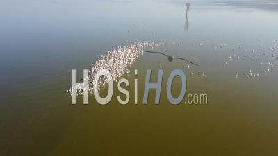 Pink Flamingo At Lake Nakuru - Video Drone Footage, Kenya