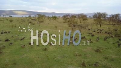 Groupe De Buffles Dans La Savane, Vidéo Drone, Kenya.