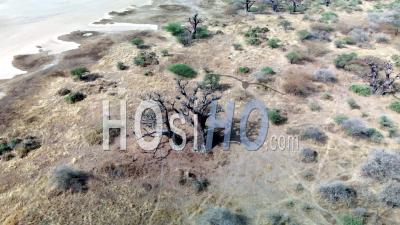 Patrimoine Mondial De L'unesco Une Journée Ensoleillée Au Sénégal Avec Des Baobabs Sauvages Et De La Végétation - Vidéo Par Drone