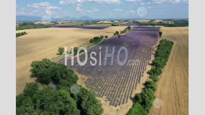 Lavender Field, Verdon Regional Nature Park, Valensole Plateau, Alpes-De-Haute-Provence, France - Aerial Photography