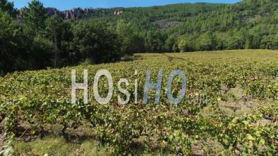 Vineyard In Land Of Fayence, Bagnols-En-Foret, Gorges Of Blavet, Var - Video Drone Footage