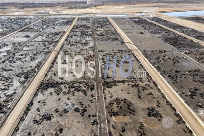 Colorado Cattle Feedlot - Aerial Photography