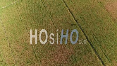 Maize Fields, Agriculture, Tournus, Saone-Et-Loire, Burgundy-Franche-Comte, France - Video Drone Footage