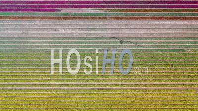 Tulip Fields, Filmed By Drone