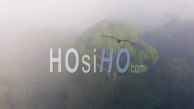Aerial Drone View Of Costa Rica Rainforest Canopy And Trees In Mist, Beautiful Misty Tropical Jungle Treetops Scenery And Nature, Boca Tapada, Central America Giving Hope For Climate Change