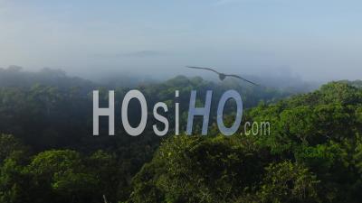 Aerial Drone View Of Rainforest Canopy Above Treetops In Trees, Costa Rica Misty Tropical Jungle Scenery With Trees And Lush Green Landscape, High Up Establishing About Climate Change