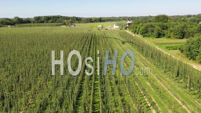 Récolte De Houblon Sur Une Ferme Du Michigan - Vidéo Drone