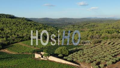 Flight Over The Vineyards Of Provence Before The Harvest, Drone Footage