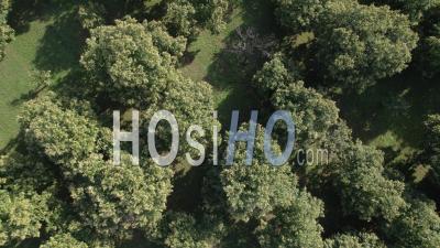 Chestnuts Trees Top View - Video Drone Footage