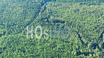 Flight Over Summer Forest Consisting Of Various Trees - Spruce, Pine, Birch, Larch, Oak, Aspen - Video Drone Footage