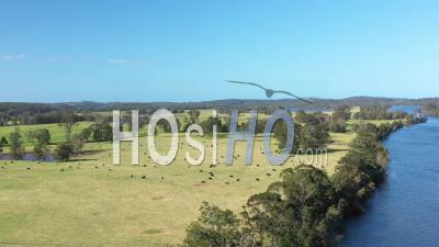 2020 - Great Aerial Shot Of Cattle Grazing In Moruya, New South Wales, Australia - Video Drone Footage