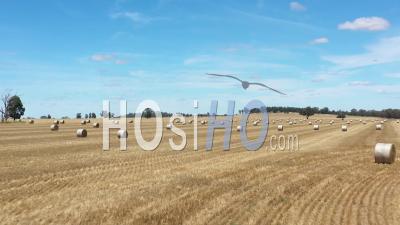 2020 - Prise De Vue Aérienne De Balles Collectées Sur Des Terres Agricoles À Parkes, Nouvelle-Galles Du Sud, Australie - Vidéo Par Drone