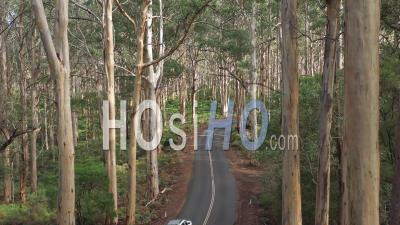 2021 - Excellent Aerial Shot Of A Car Driving Through The Boranup Forest In Western Australia - Video Drone Footage