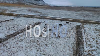 An Aerial View Shows A Herd Of Horses Trotting Along Farmland In Iceland - Video Drone Footage