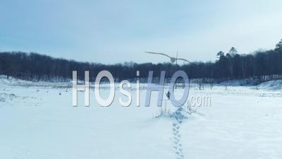 Person Snowshoeing On Frozen Lake In Minnesota, Usa - Video Drone Footage