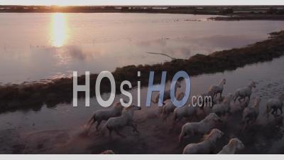 Saintes-Maries-De-La-Mer, White Camargue Horses At Sunset, Bouches-Du-Rhone, Provence-Alpes-Côte-D'azur, France - Video Drone Footage