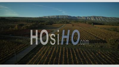 Vineyard In Autumn, Aoc Cotes De Provence, Pays D'aix, Grand Site Sainte Victoire, Puyloubier, Bouches Du Rhone, France - Video Drone Footage