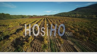 Provence Vineyard In Autumn, Pourcieux, Var  France - Video Drone Footage