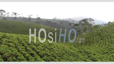 Tea Plantation In Java, Indonesia 02 - Video Drone Footage