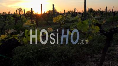 Timelapse Sunset Sunrise First Spring Leaves And Bud On A Trellised Vine Growing In Vineyard
