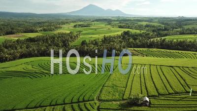 Aerial Shot Of Ricefield With A Volcano View - Video Drone Footage