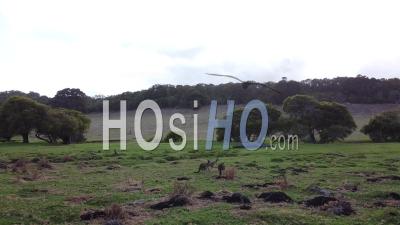 Prise De Vue Aérienne D'une Famille De Kangourous Dans La Brousse Sauvage D'australie - Vidéo Aérienne Par Drone