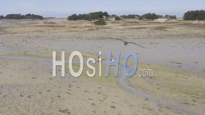 Drone View Of Pellinec Cove, Horses At Low Tide, In The Background The Middle Island